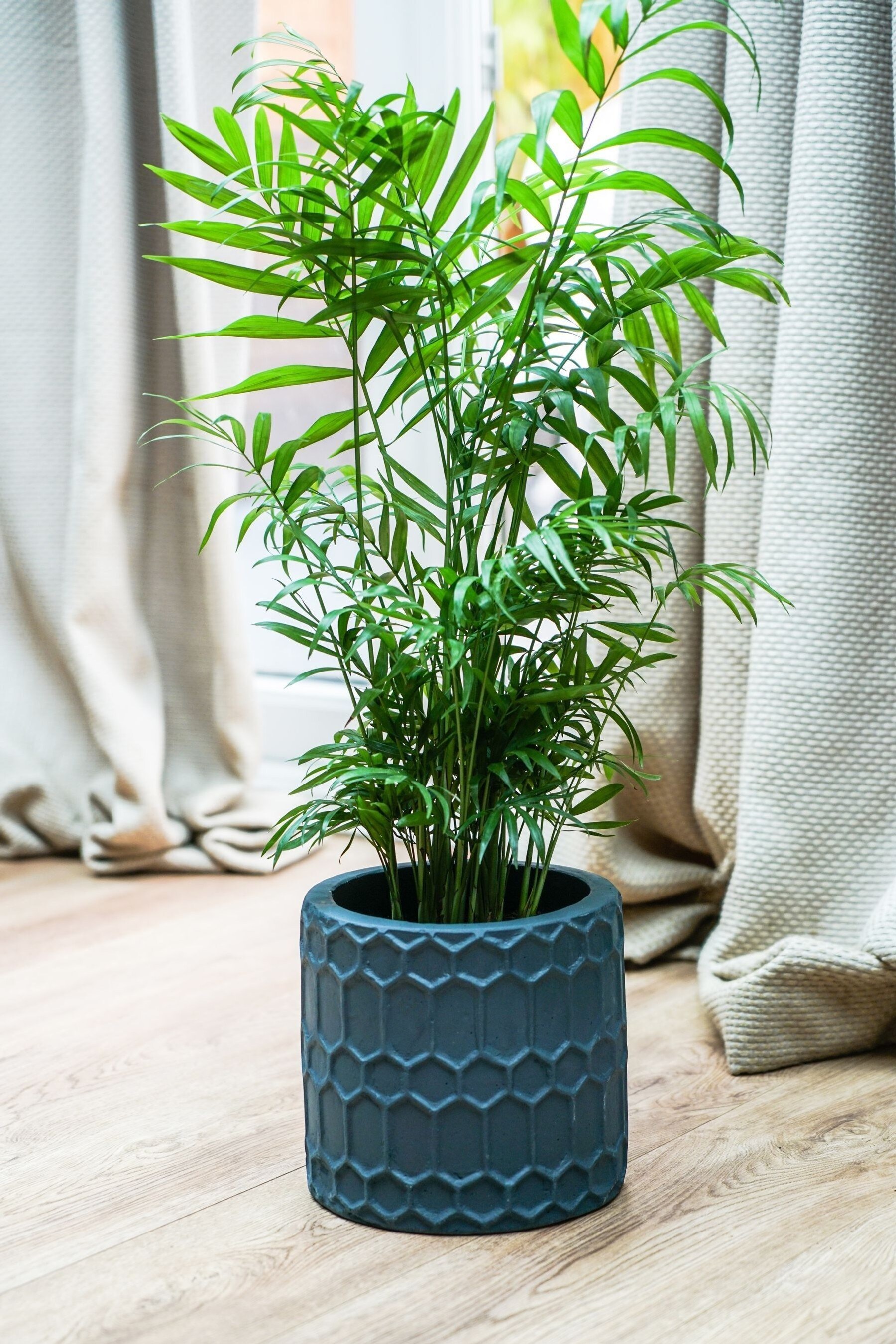 How To Sell Check Here On Succulents For Sale How To Sell Check Here On Succulents For Sale
