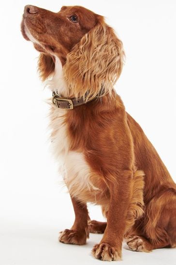 Barbour® Brown Leather Dog Collar