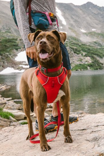 Ruffwear red harness online
