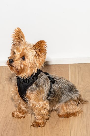 Harness for yorkshire terrier 2025