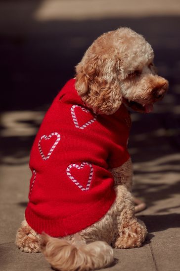 Next dog outfits cheap