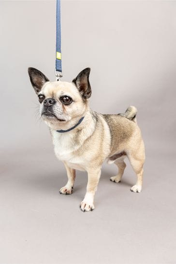 Buy small dog sales