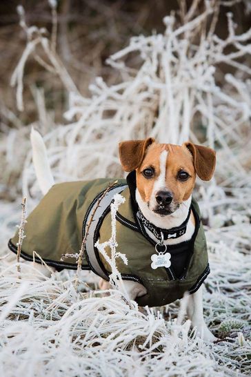 Next dog jacket 2025