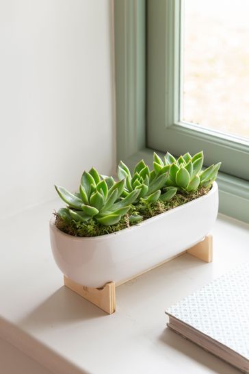 White Real Plant Succulents In White Ceramic Pot on Stand