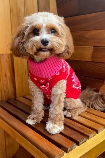 Ted baker 2025 dog jumper