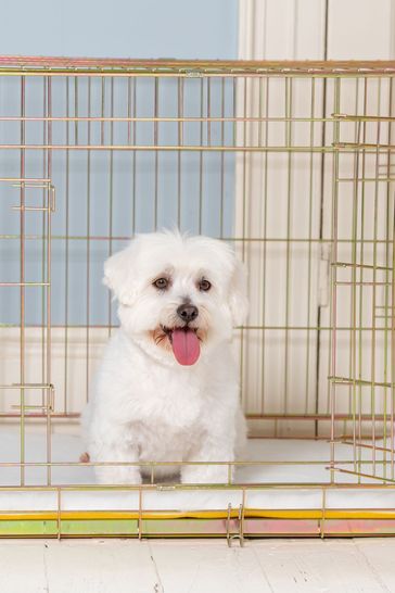 Buy Lords and Labradors Gold Heavy Duty Deluxe Dog Crate from Next Turkey