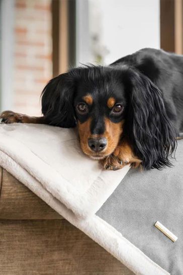 Next best sale dog blanket