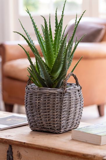 Grey Real Plant Aloe Vera In Grey Wicker Pot