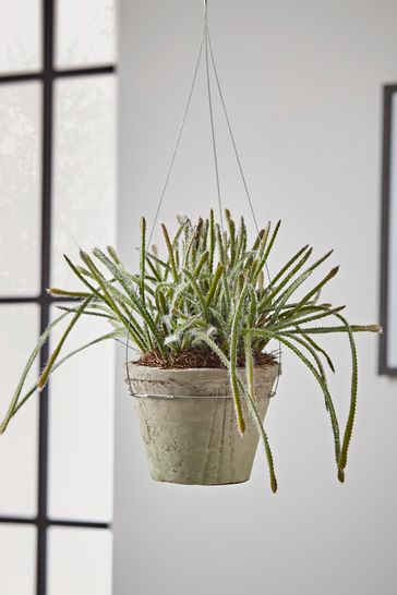 Cox & Cox Green Hanging Faux Potted Trailing Cactus