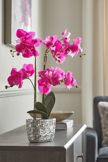 Next clearance artificial orchids