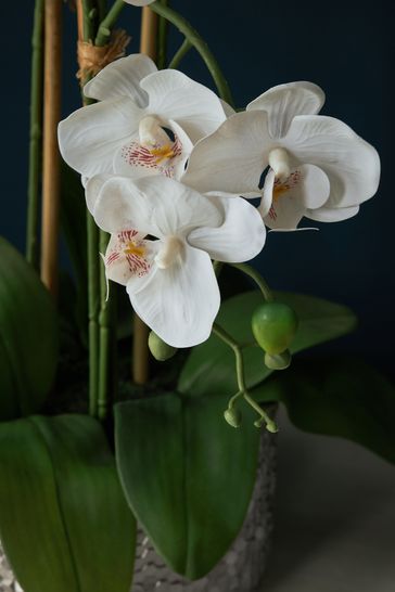 Tall artificial best sale orchids