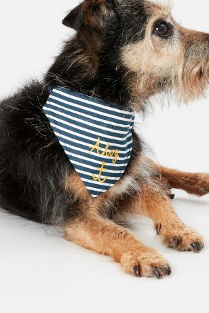 Medium dog collar store