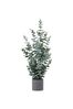 Gallery Home Gold Potted Eucalyptus Bush H920mm