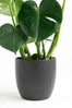 Black Real Plants Monstera In Ceramic Pot