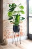 Black Real Plants Monstera In Footed Pot