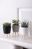 Set of 3 Black/Grey Real Plants Succulents In Ceramic Footed Pots
