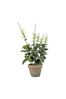 Gallery Home White Artificial Salvia In Pot Artificial Flowers