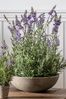 Gallery Direct Green Artificial Lavender Plant in Large Bowl Artificial Flowers