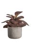 Gallery Home Natural Artificial Damson Kalanchoe in Pot Artificial Flowers