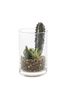 Gallery Home Green Artificial Garden Cactus In Glass Jar