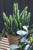 Gallery Home Green Artificial Large Cement Potted Cereus Cactus
