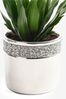Silver Real Plants Dracaena Compacta In Harper Pot