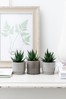 Set of 3 Grey Real Plant Mini Succulents In Grey Geo Pots