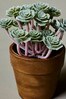 Abigail Ahern Green Artificial Potted Mini Crassula Plant