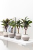 Set of 4 Grey Real Plants In Grey Ceramic Pots
