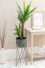 Grey Real Plant Yucca Palm In Footed Grey Pot