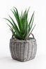 Grey Real Plant Aloe Vera In Grey Wicker Pot