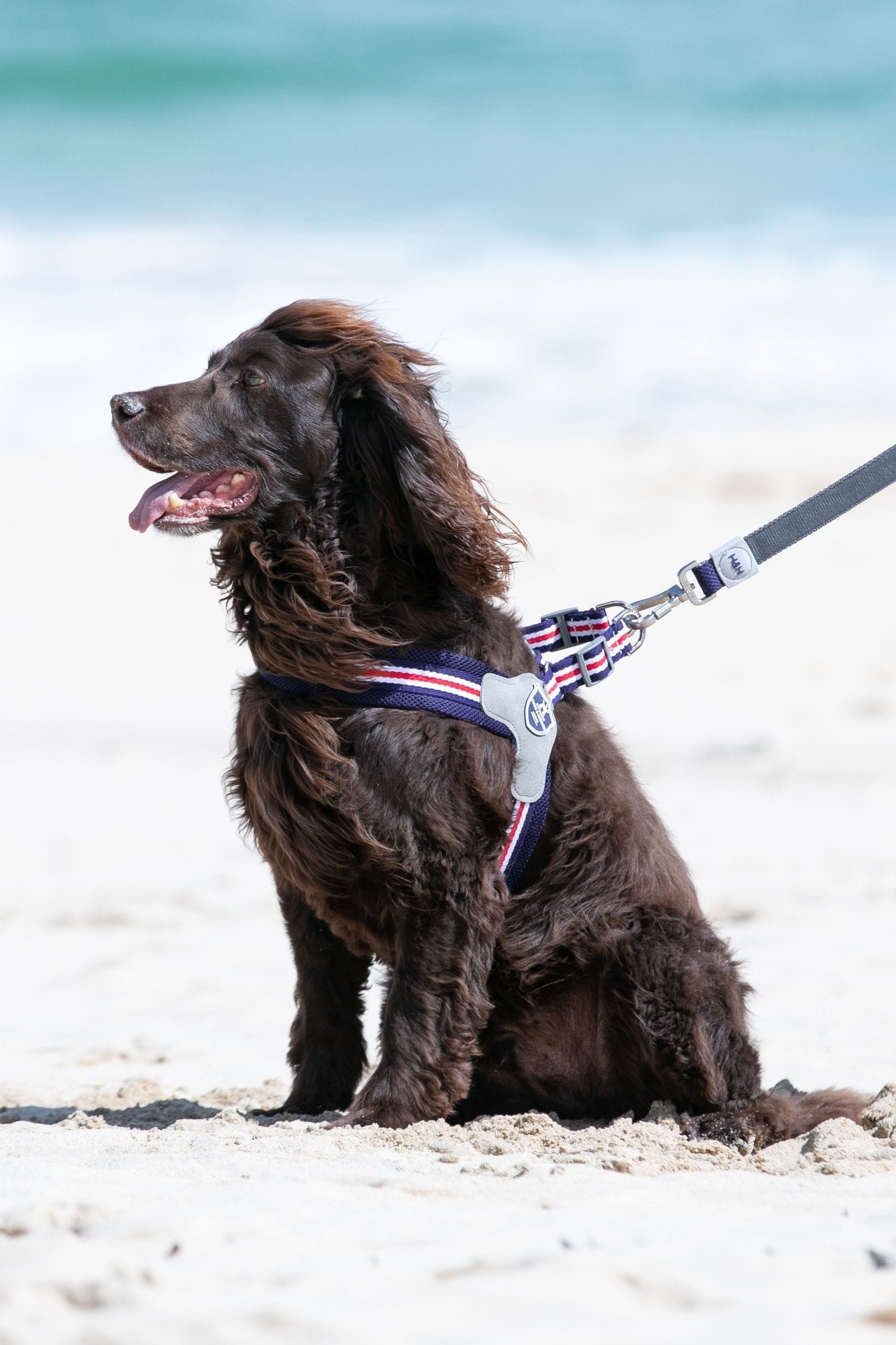 Buy Hugo & Hudson Red Mesh Easy Dog Harness from the Next UK online shop