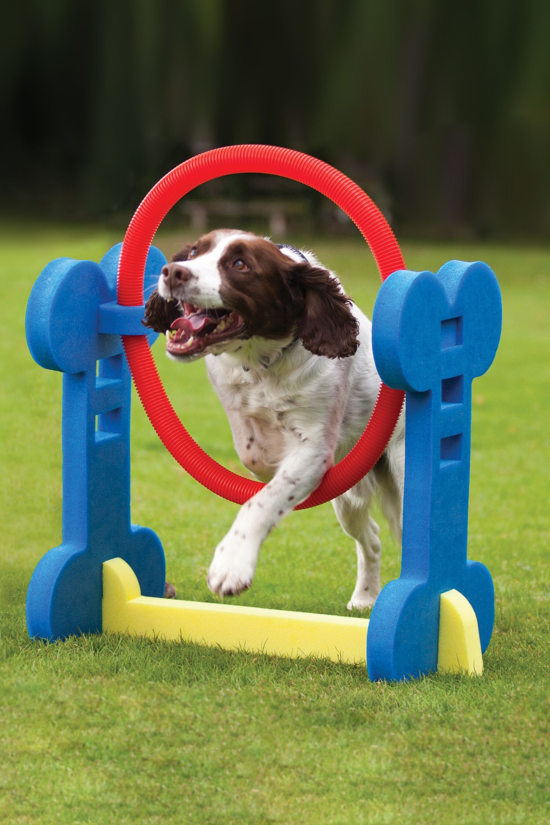 Buy Rosewood Small Dog Agility Hoop from the Next UK