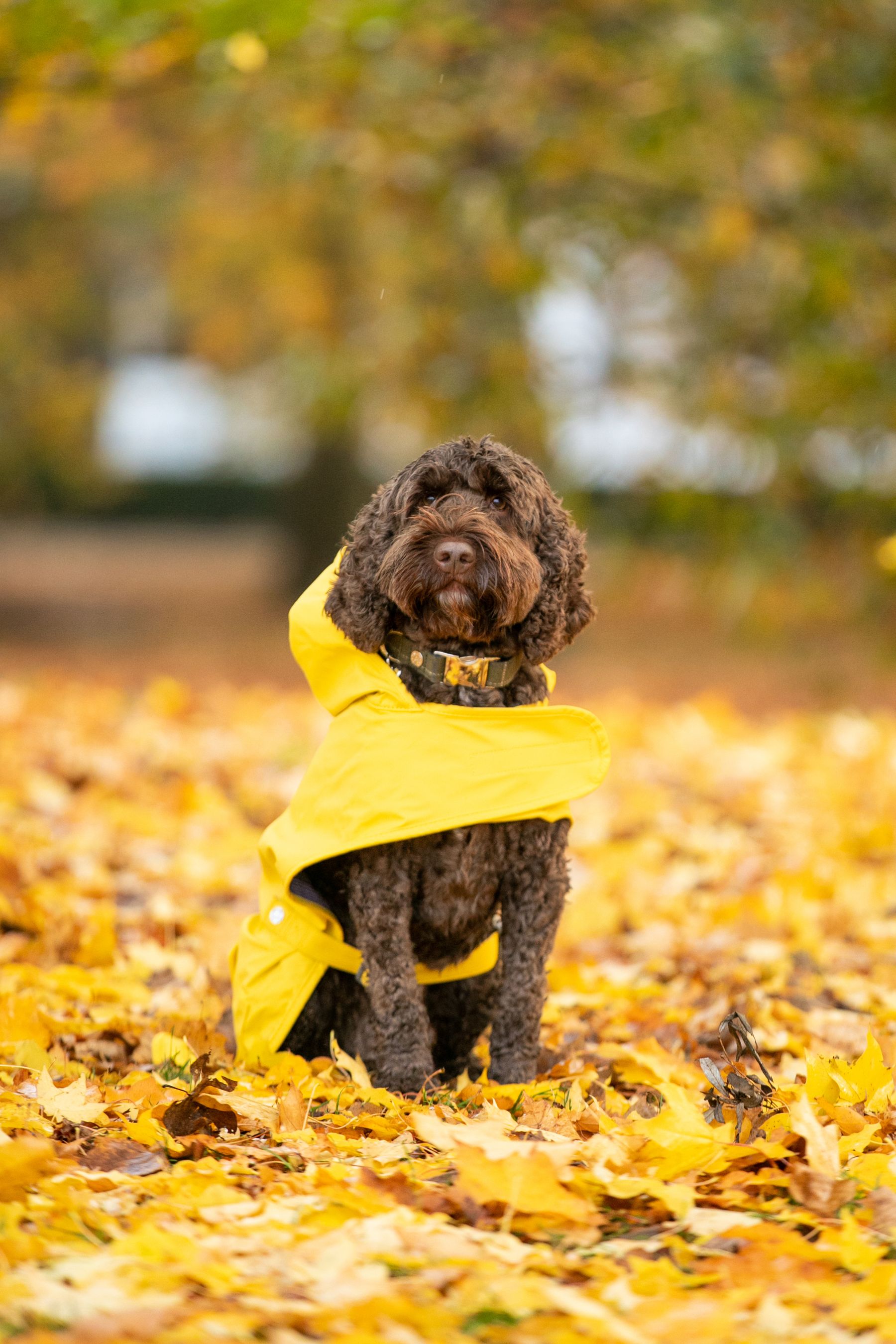 Buy Yellow Hugo & Hudson Rain Dog Coat from the Next UK online shop