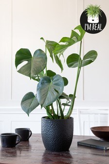 Real Plants Monstera In Ceramic Pot
