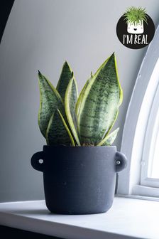 Real Plant Sanseveria In Ceramic Handle Pot