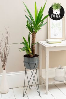 Real Plant Yucca Palm In Footed Grey Pot