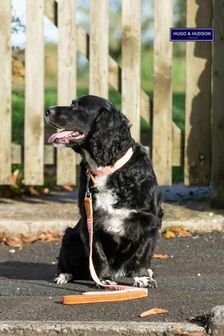 Hugo & Hudson Orange Fabric and Suede Leather Dog Collar