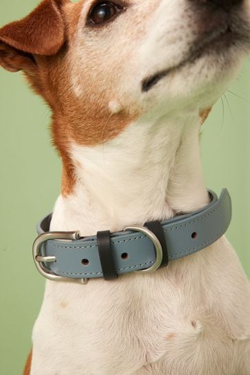 Best place to hotsell buy dog collars