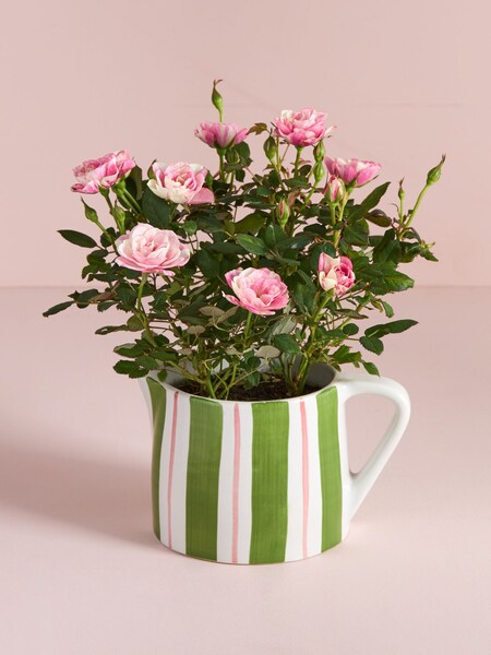 Pink Rose Real Plant in Ceramic Watering Can (AV8003) | £25