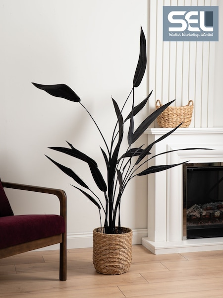 Scottish Everlastings Ltd Bird Of Paradise Tree