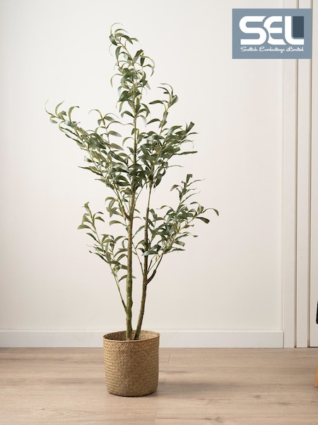 Scottish Everlastings Ltd Slim Silhouette Olive Tree