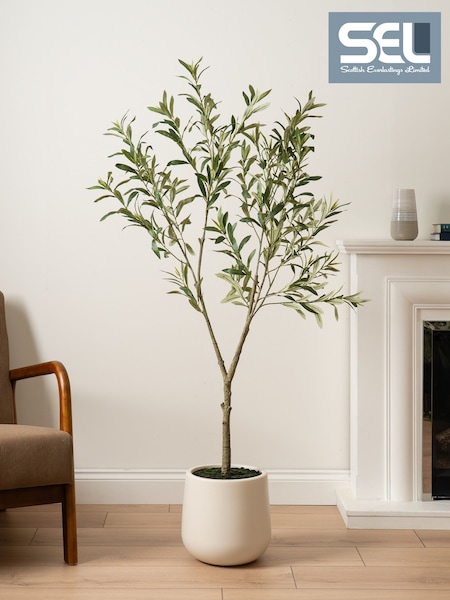 Scottish Everlastings Ltd Kd Olive Tree In Pot