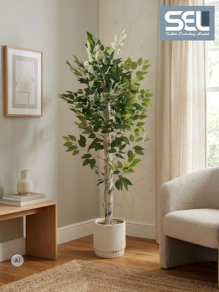 Scottish Everlastings Ltd Ficus Tree In Cement Pot