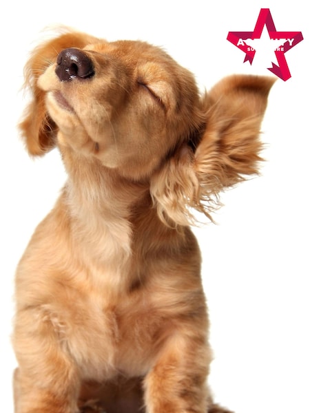 AS Pet Portrait Gift Experience (578722) | £29