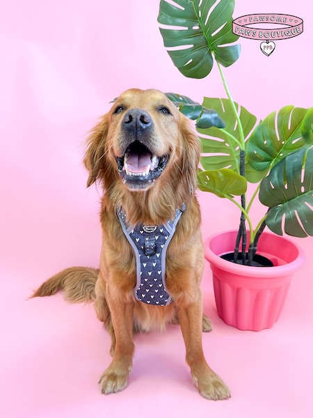 Pawsome Paws Boutique Black Tough Trails Dog Harness (817965) | £34