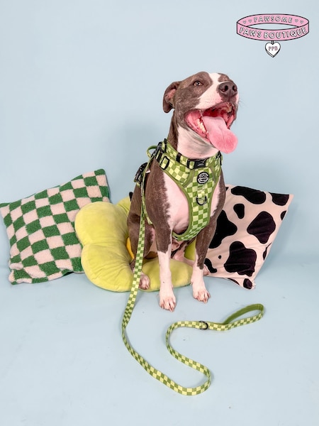 Pawsome Paws Boutique Dark Green Dog Collar And Lead Set (823571) | £27