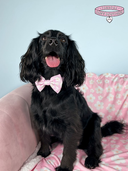 Pawsome Paws Boutique Pink Dog Poo Bag Holder And Bow Tie Set (823672) | £16