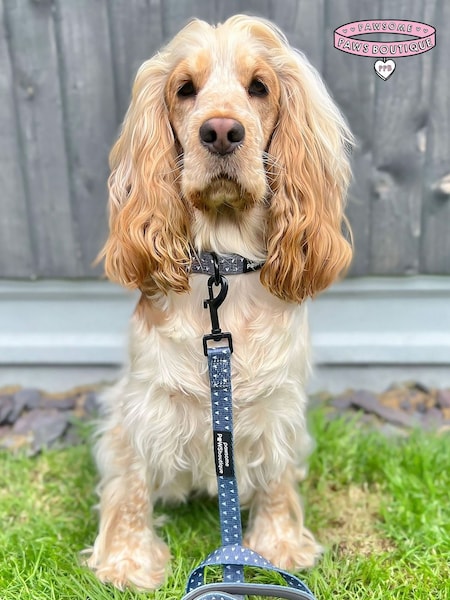 Pawsome Paws Boutique Black Dog Collar And Lead Set (823725) | £27