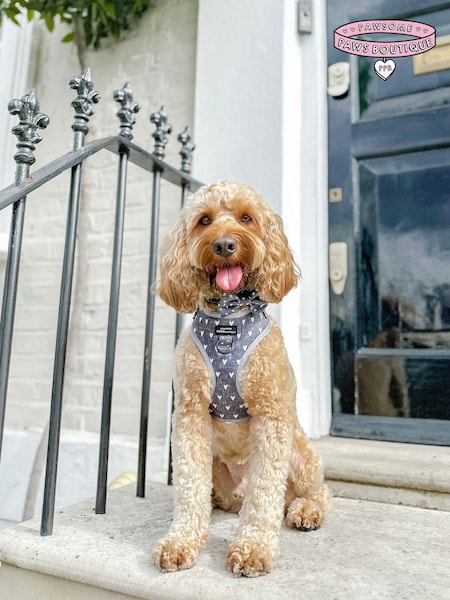Pawsome Paws Boutique Black Adjustable Dog Harness (823876) | £26